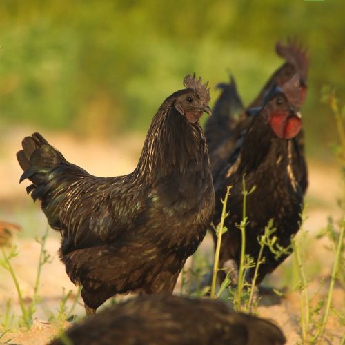 Premium Kadaknath Desi Organic Eggs (Best value Subscription plans) - 2