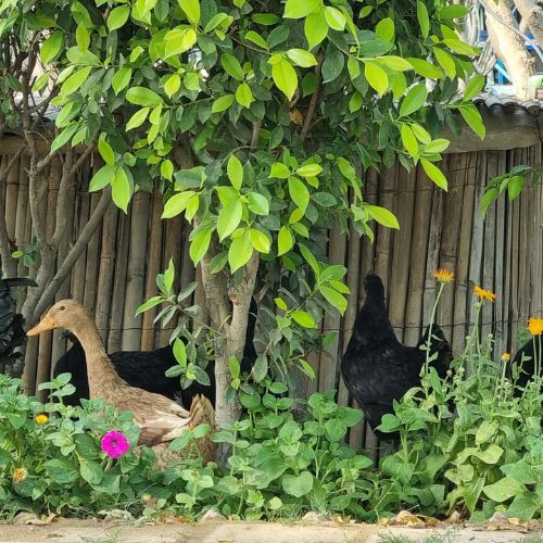 Premium Kadaknath Desi Organic Eggs (1 Box = 6 Eggs) - 6