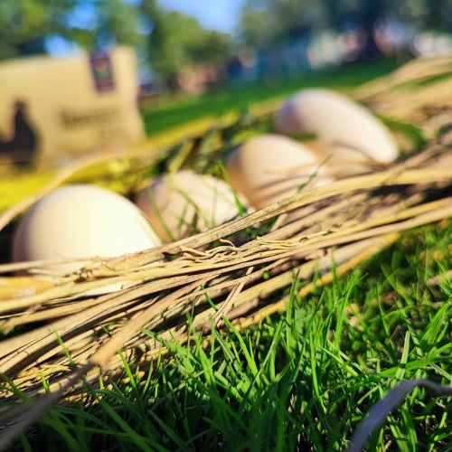 Premium Kadaknath Desi Organic Eggs (1 Box = 6 Eggs) - 3