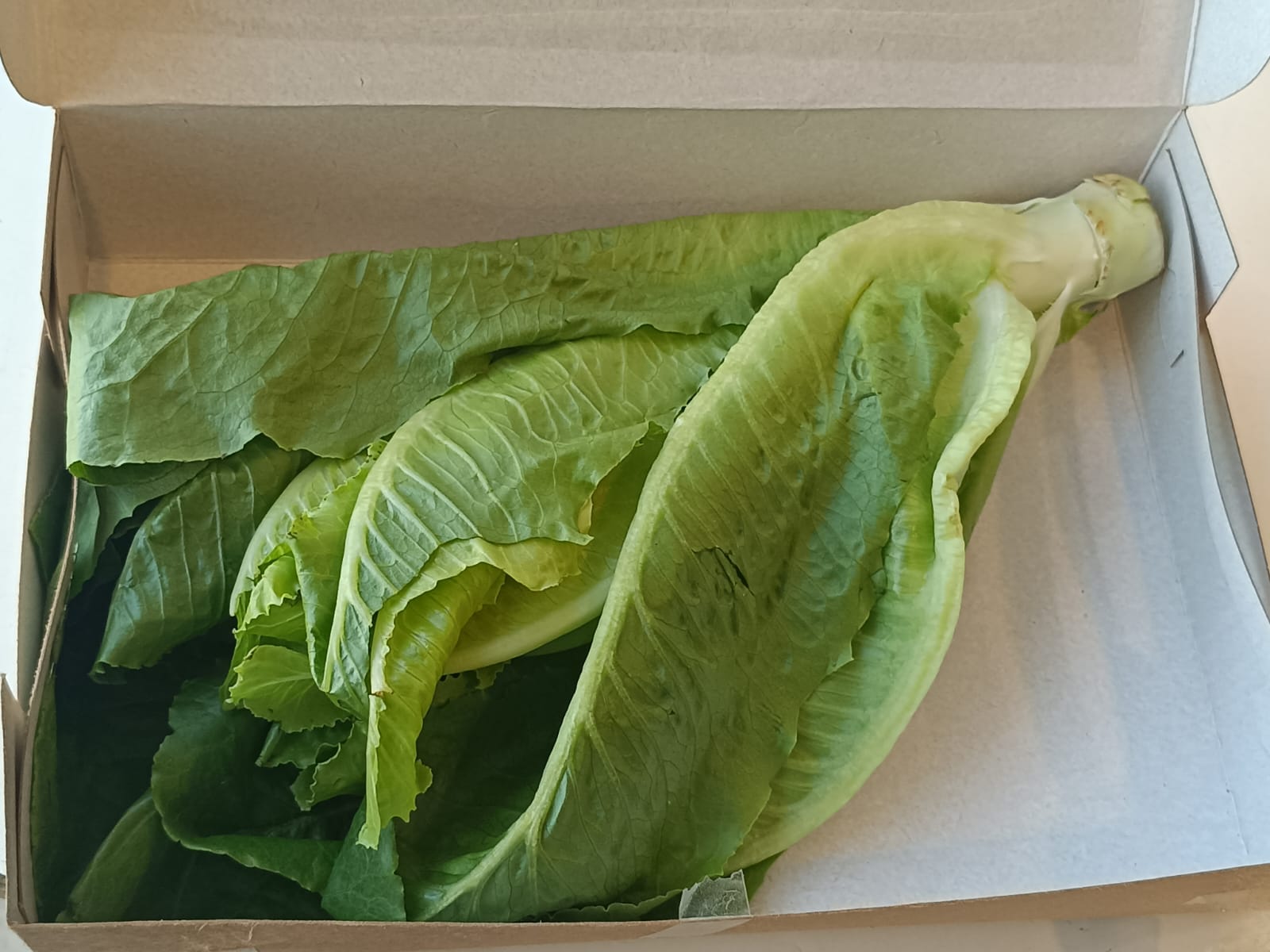 ONLYHYDROPONICS Lettuce Locarno- Organically Grown (high in folate, manganese, and vitamins A and K) - Live Plant - 2