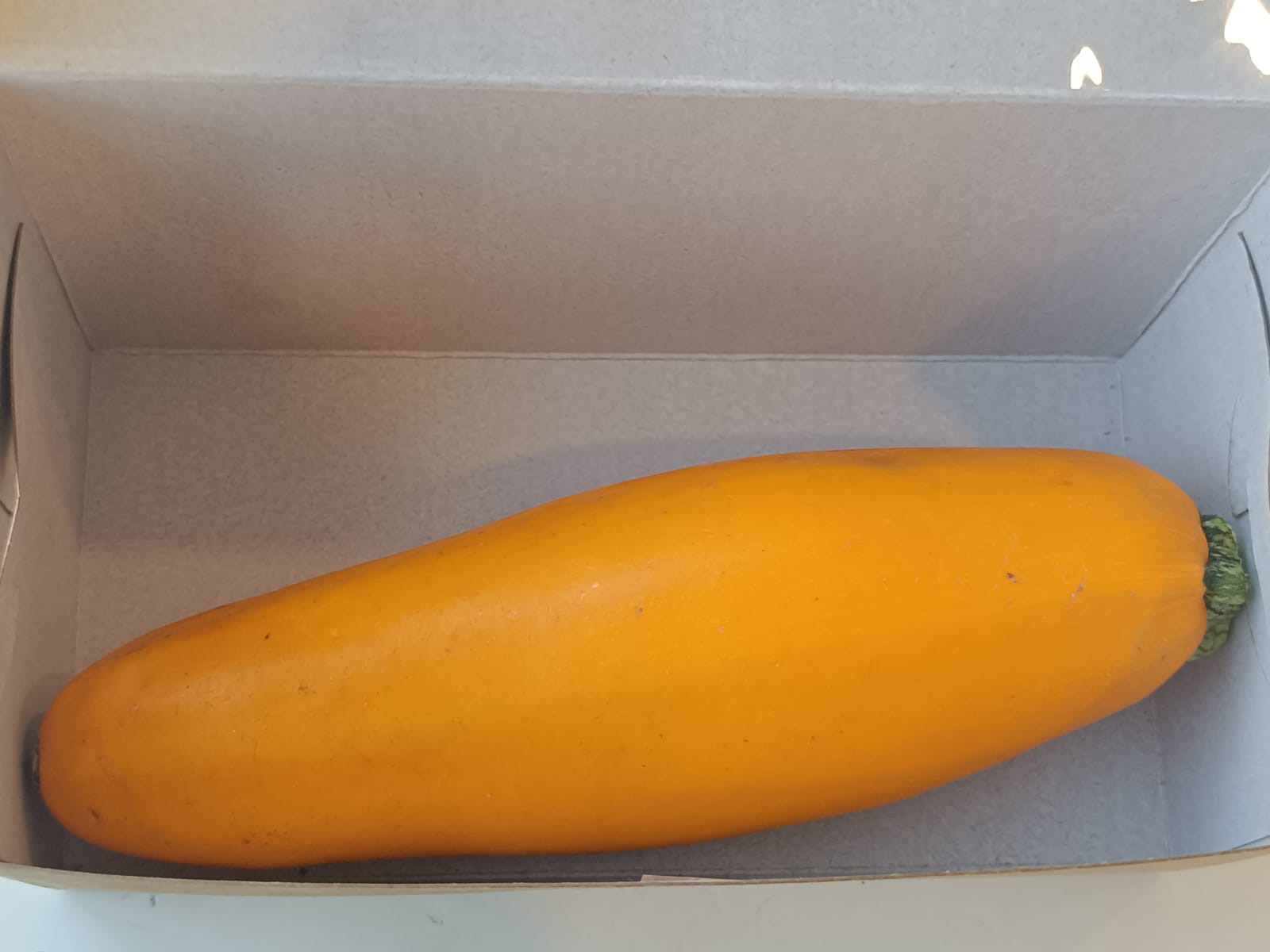 ONLYHYDROPONICS Zucchini