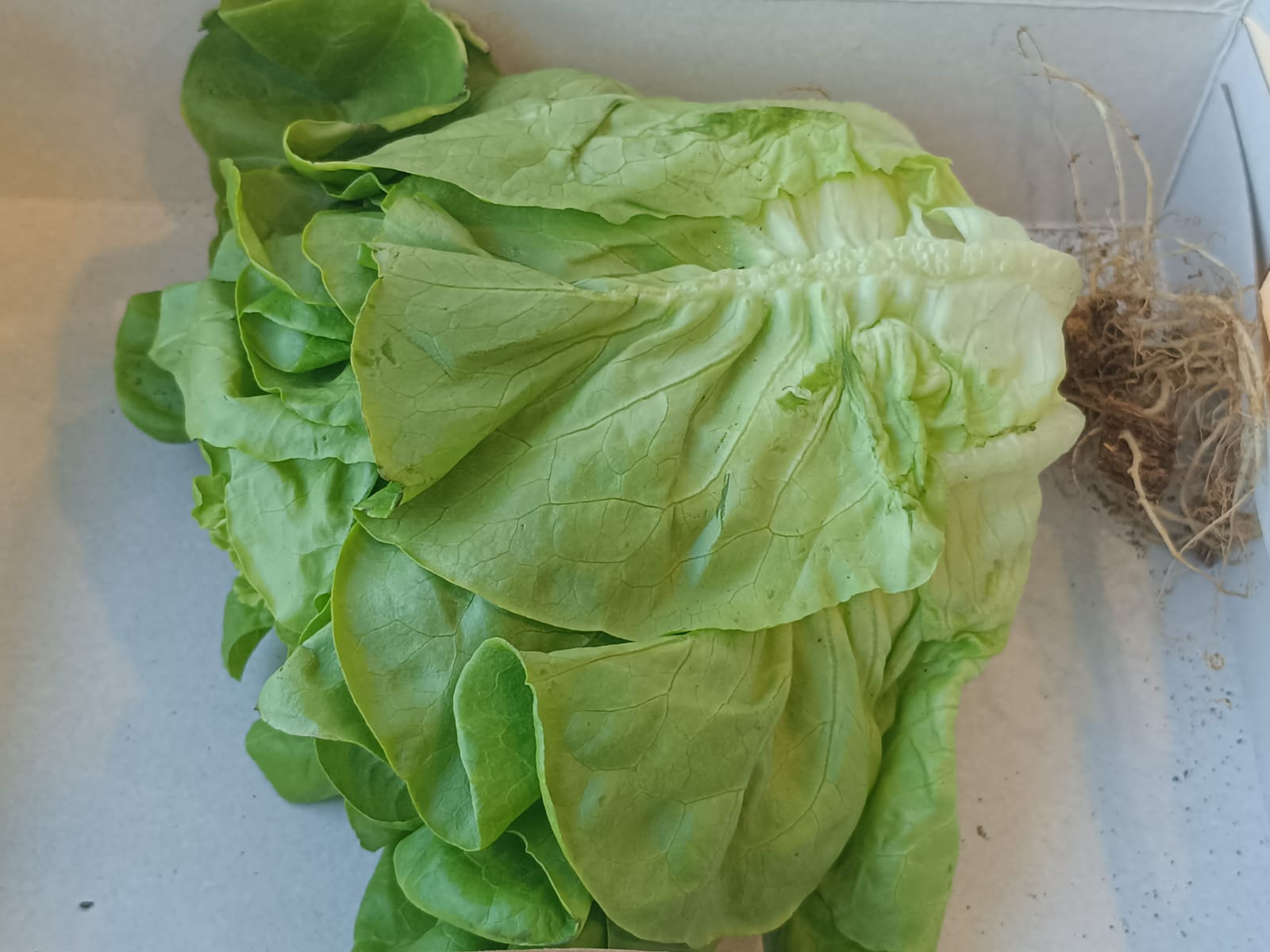 ONLYHYDROPONICS Lettuce Locarno- Organically Grown (high in folate, manganese, and vitamins A and K) - Live Plant