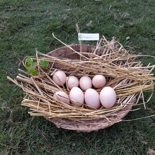 Premium Kadaknath Desi Organic Eggs (Best value Subscription plans) - 5