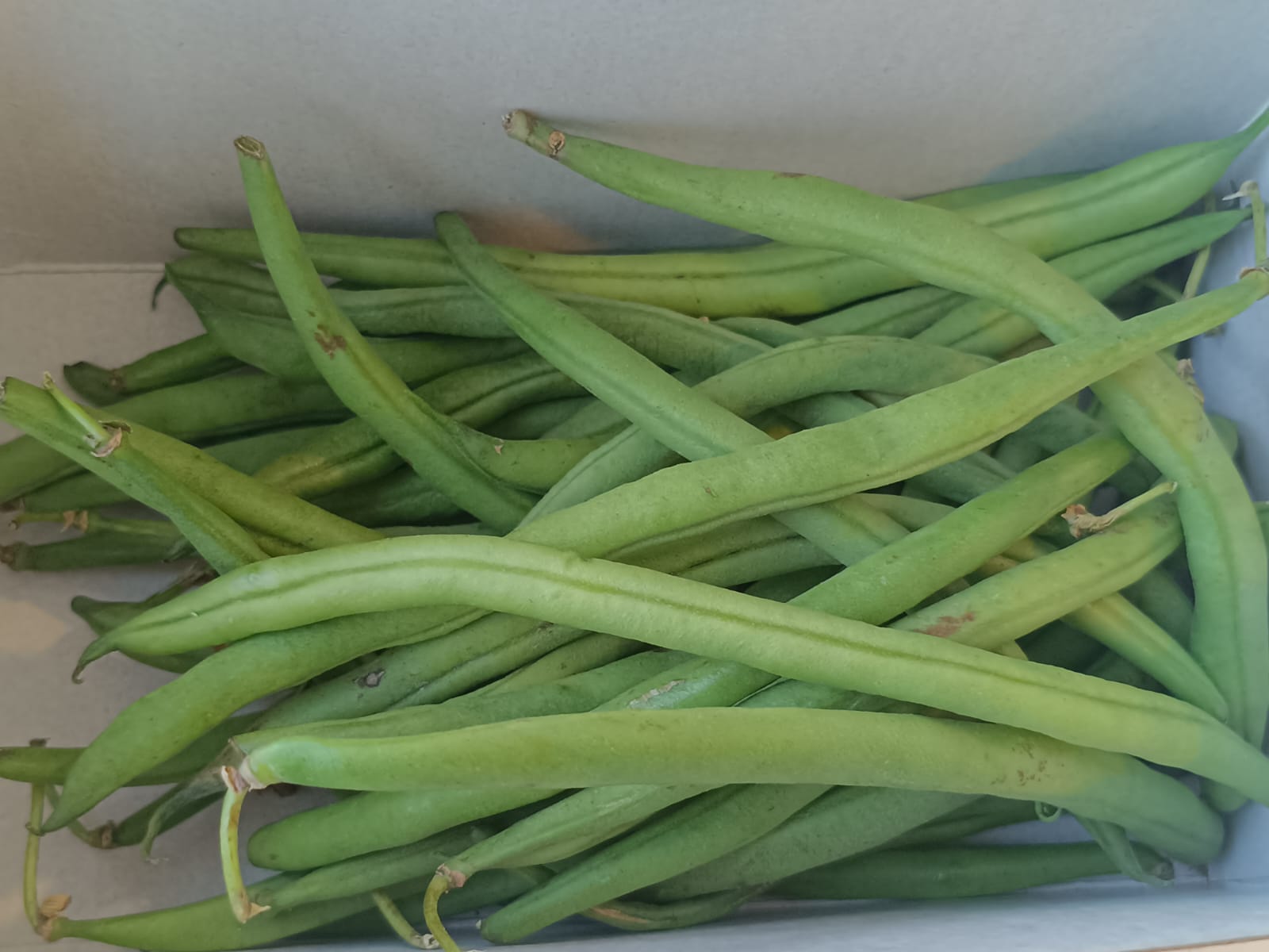 Organically grown French Beans 500g