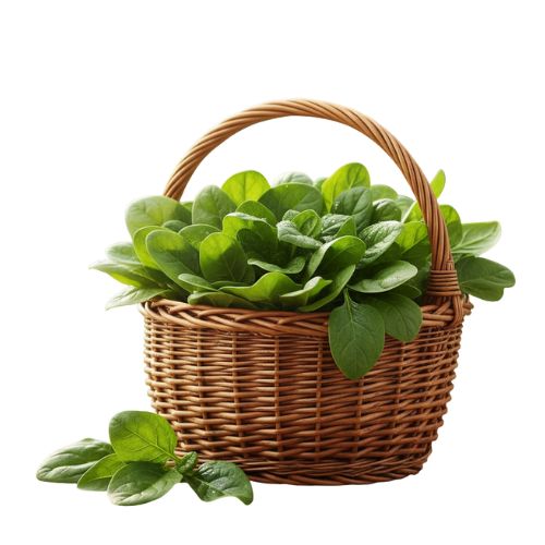 Spinach - Organically grown