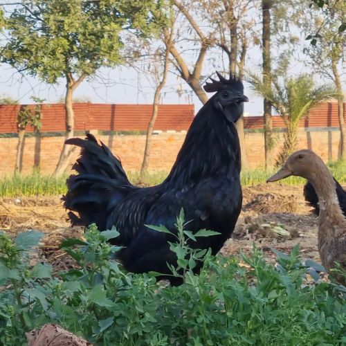 Premium Kadaknath Desi Organic Eggs (1 Box = 6 Eggs) - 7
