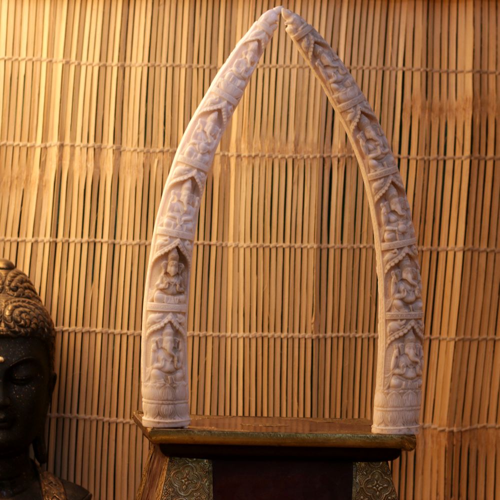 ELEPHANT TUSK - 3
