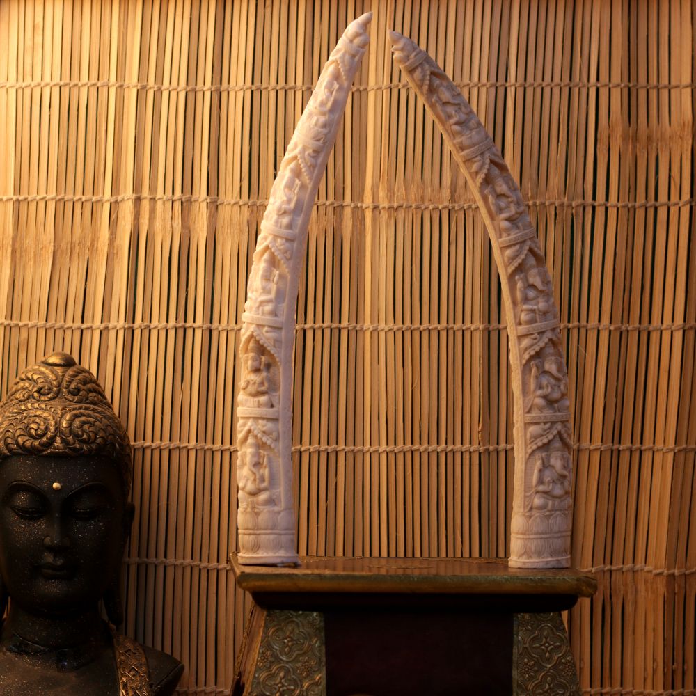 ELEPHANT TUSK - 4