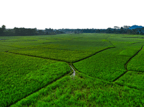 Agriculture